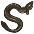 Black Eel