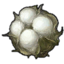 Cotton Boll